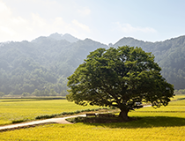 symbol_tree.png